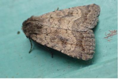 Caradrina morpheus