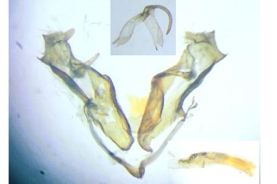 Caradrina morpheus