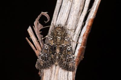 Hadena magnolii