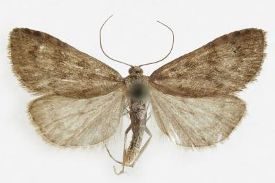 Udea inquinatalis