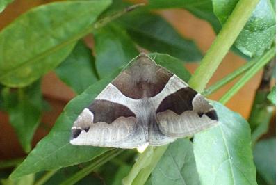 Dysgonia algira