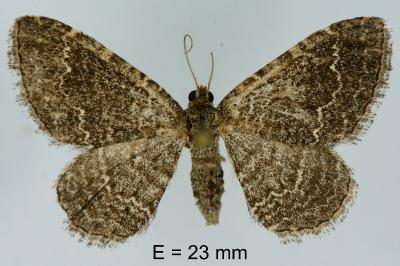 Cataclysme riguata
