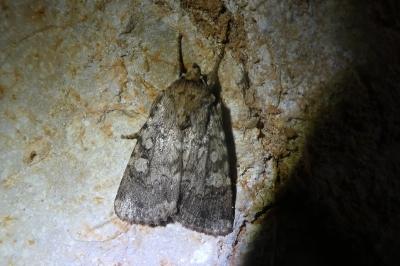 Amphipyra effusa