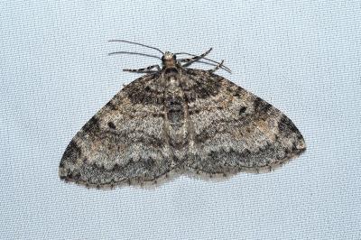 Solitanea mariae