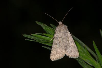 Dichagyris renigera