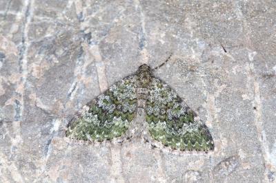 Euphyia frustata