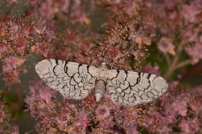 Eupithecia venosata