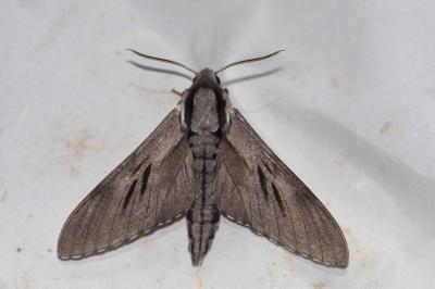 Hyloicus corsica