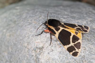 Arctia flavia