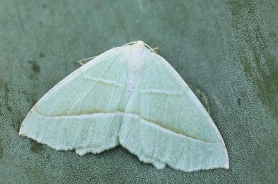 Campaea margaritaria