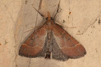 Stemmatophora vulpecalis