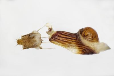 Charissa pullata