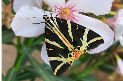 Euplagia quadripunctaria