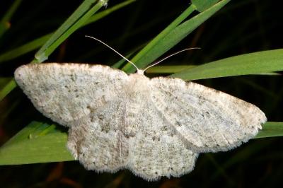 Charissa pullata