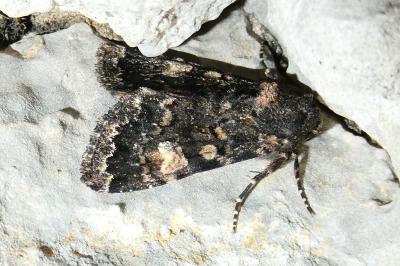 Apamea rubrirena