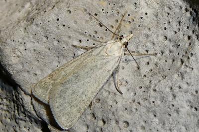 Syrianarpia faunieralis labonnei