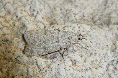 Scoparia manifestella