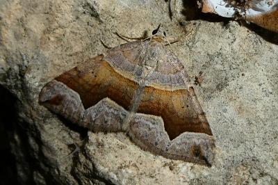 Scotopteryx angularia