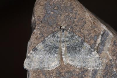Entephria nobiliaria