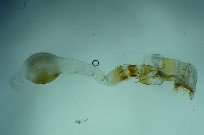Scoparia manifestella