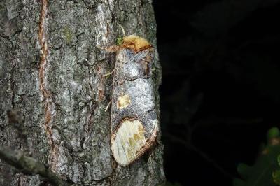 Phalera bucephaloides