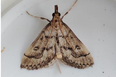 Metasia corsicalis