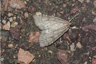 Udea prunalis