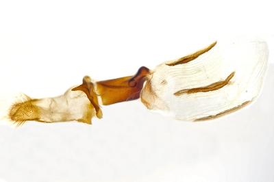 Polymixis dubia