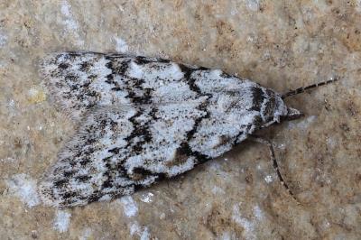 Nola cicatricalis