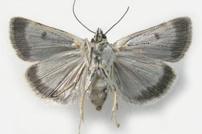 Orenaia helveticalis