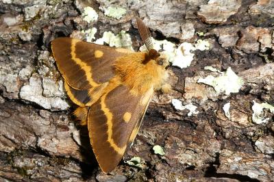Lemonia dumi