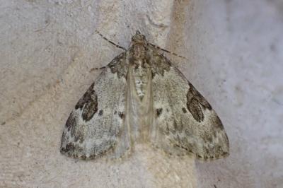 Thera vetustata