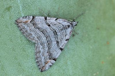 Aplocera corsalta