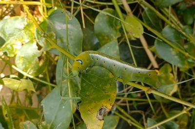 Daphnis nerii