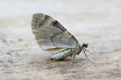 Thera vetustata