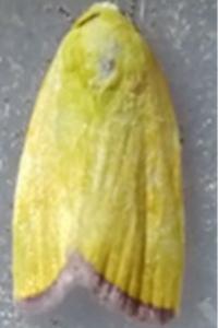 Earias roseifera