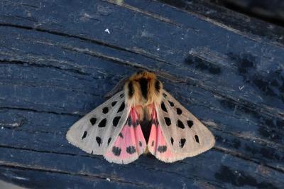Chelis maculosa