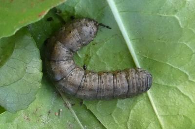 Peridroma saucia