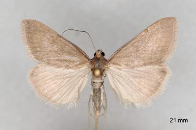 Evergestis aenealis