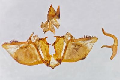 Psodos bentelii
