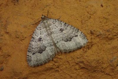 Triphosa tauteli