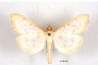 Hodebertia testalis