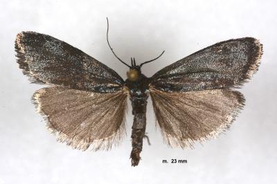 Lymphia chalybella