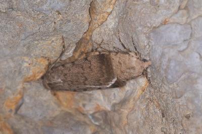 Autophila dilucida