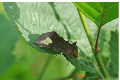 Diachrysia chryson