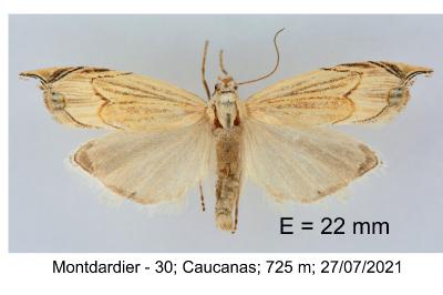 Metacrambus carectellus