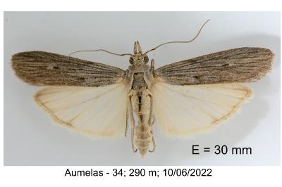 Epischnia prodromella