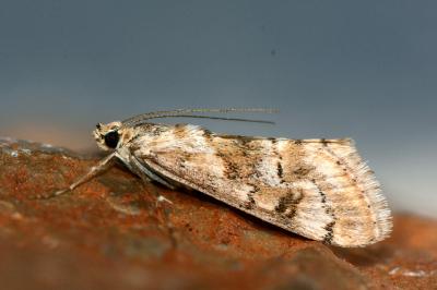 Cornifrons ulceratalis