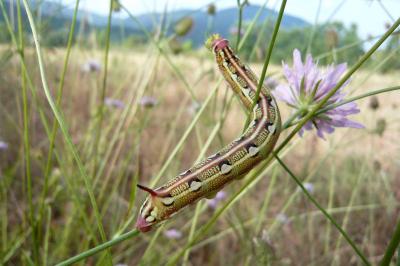 Hyles livornica
