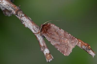 Cerastis rubricosa